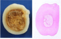 Fig. 4a and Fig. 4b