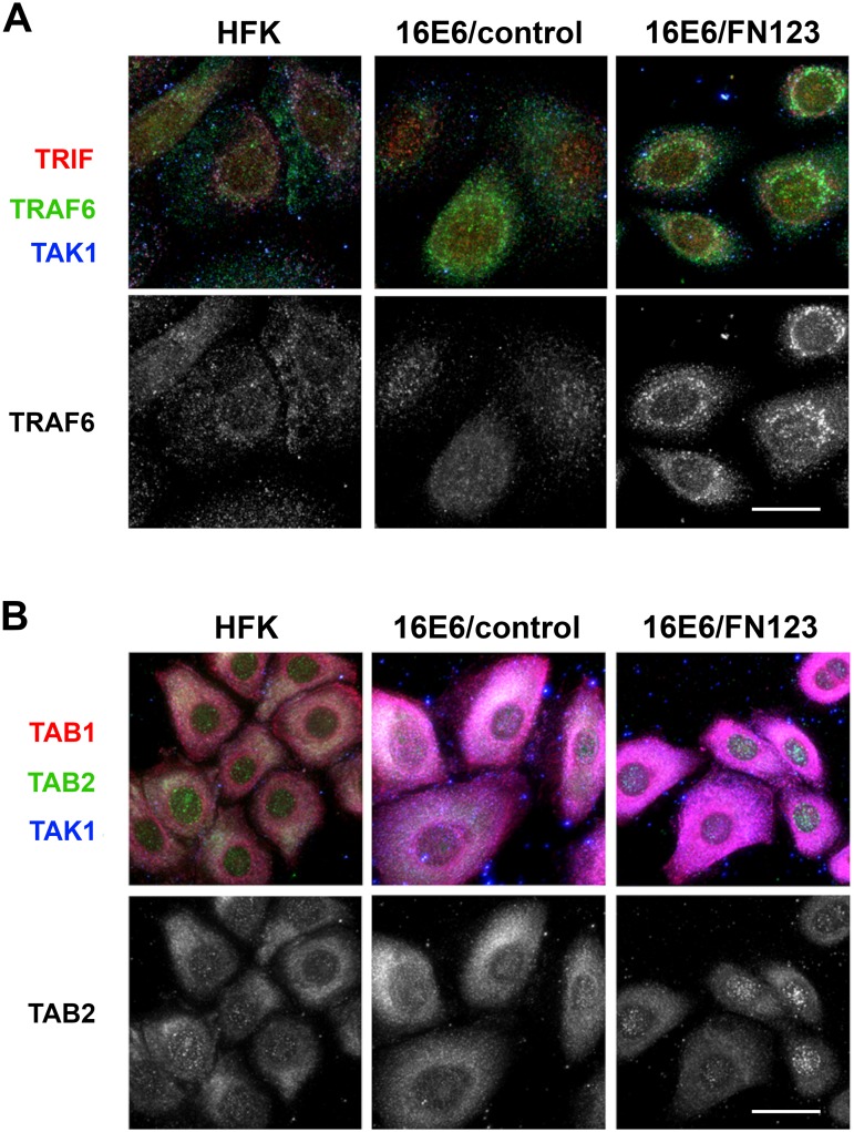 Fig 6