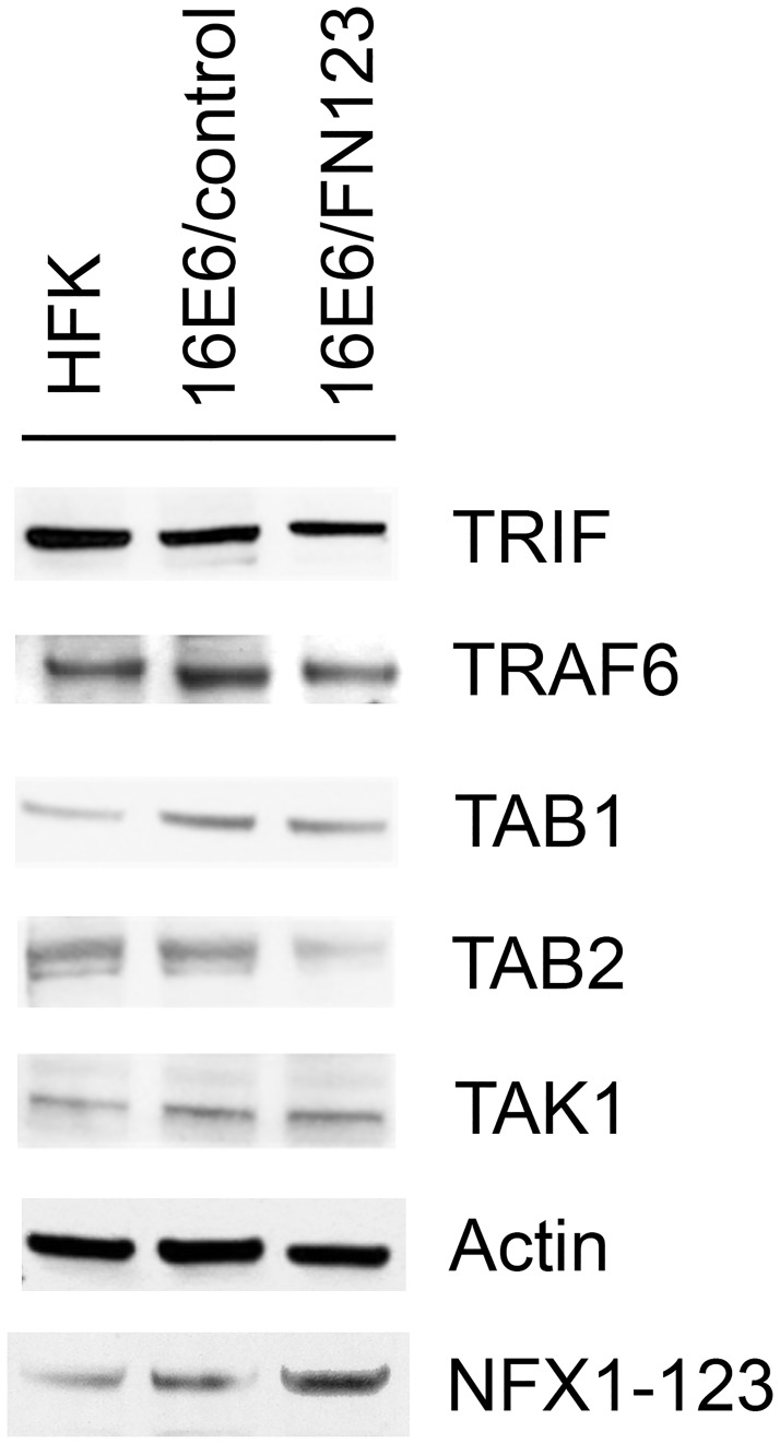 Fig 5