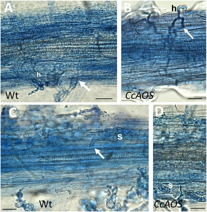 Figure 6