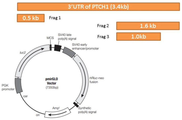 Figure 20