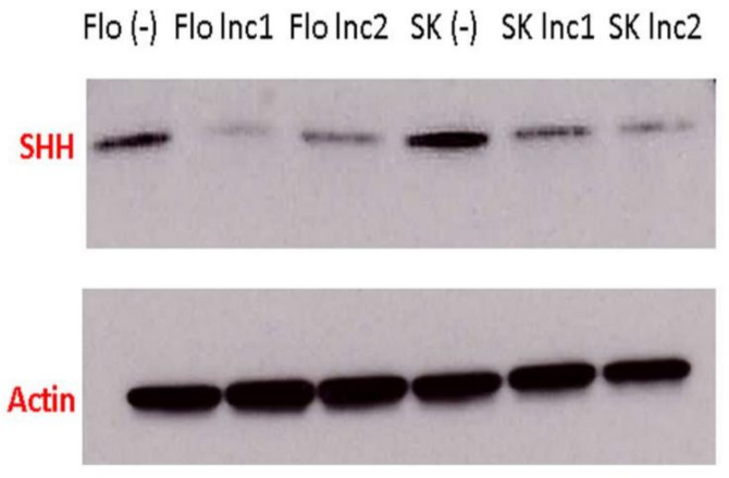 Figure 18