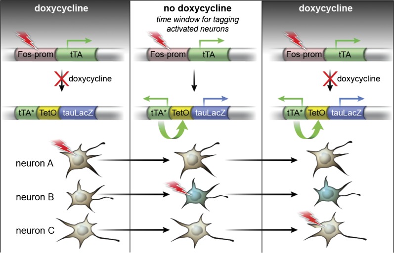 Figure 1—figure supplement 1.