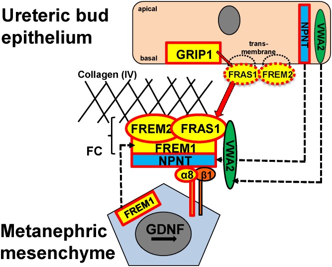 Fig 2