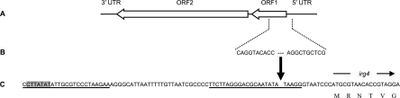 FIG 1 