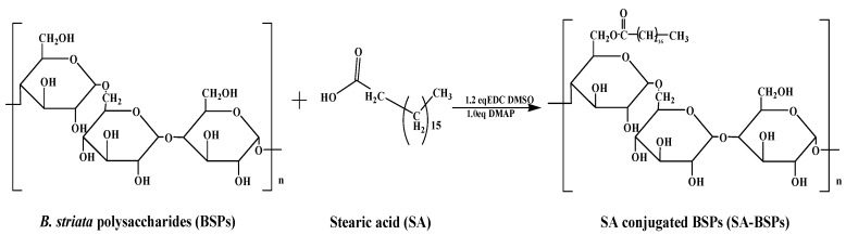 Docetaxel Loaded Self Assembly Stearic Acid Modified Bletilla Striata Polysaccharide Micelles