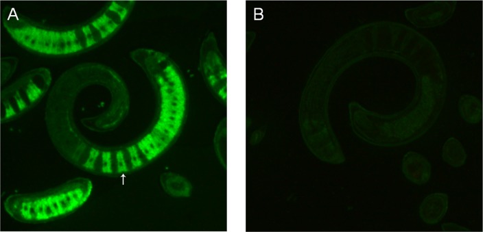 Fig 5