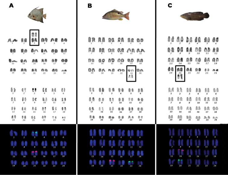 Figure 1.