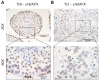 Figure 1—figure supplement 2.