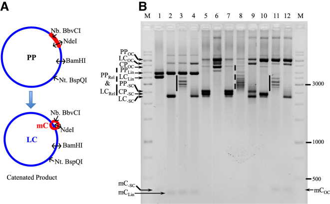 Figure 5.