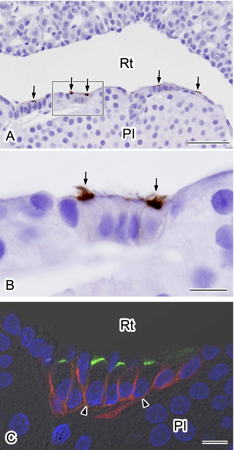 Fig. 4