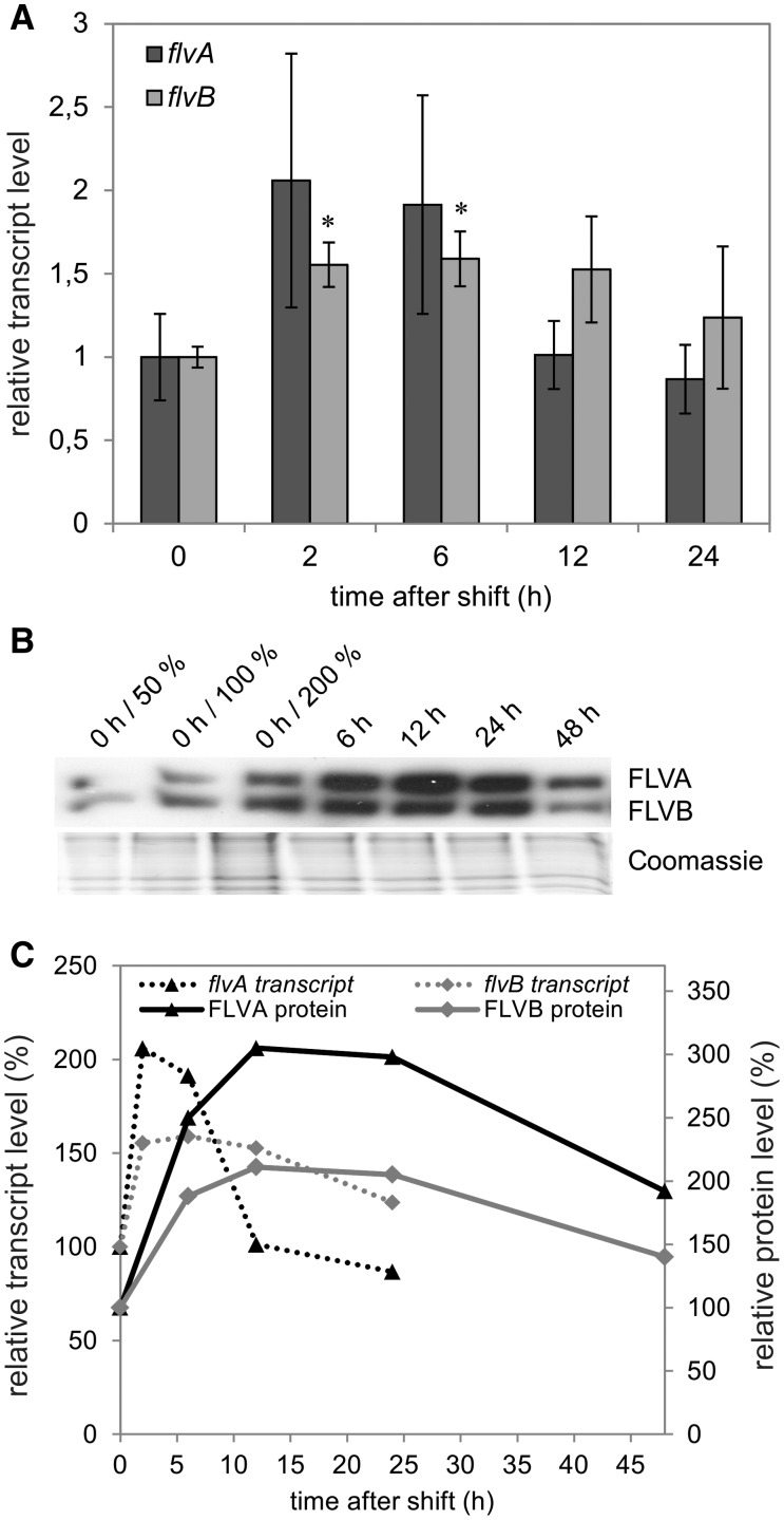 Fig. 4