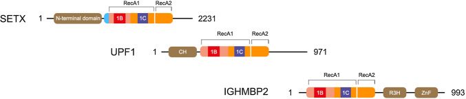 Fig. 2