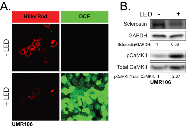 Figure 6—figure supplement 1.