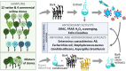 GRAPHICAL ABSTRACT
