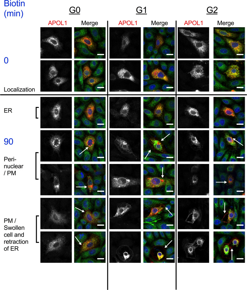 Figure 5—figure supplement 1.