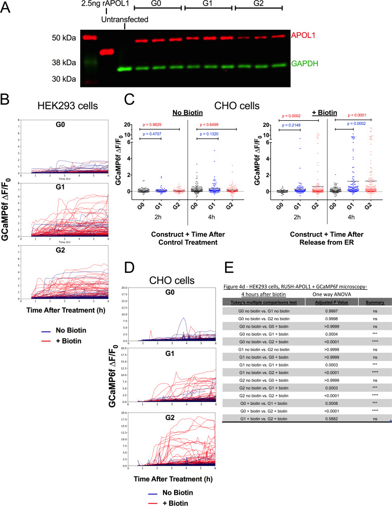 Figure 4—figure supplement 1.