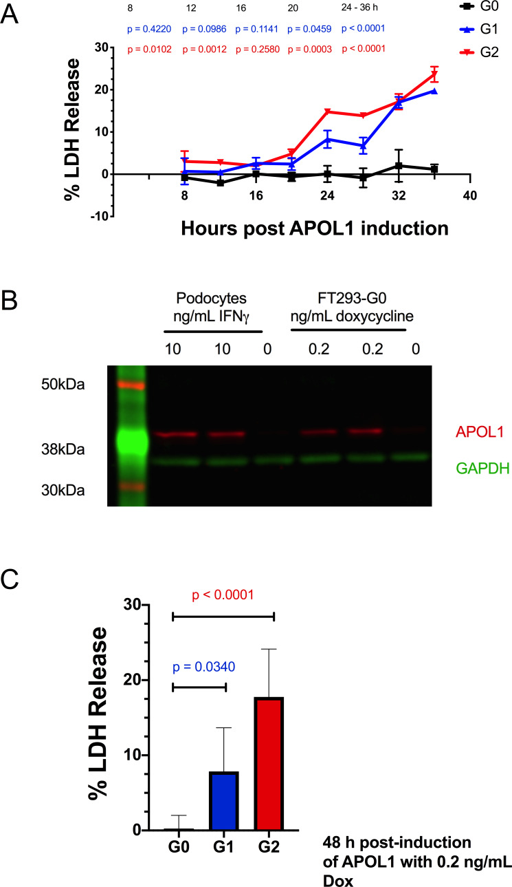 Figure 1—figure supplement 1.