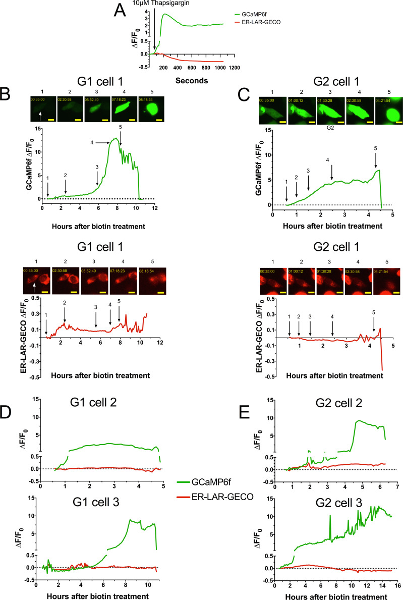 Figure 4—figure supplement 2.