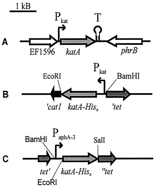 FIG. 1.