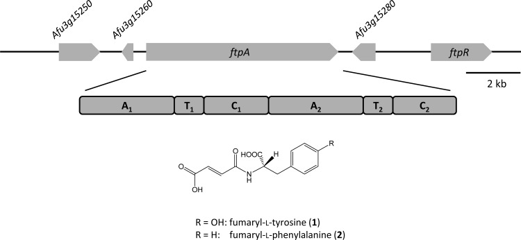 FIG 1