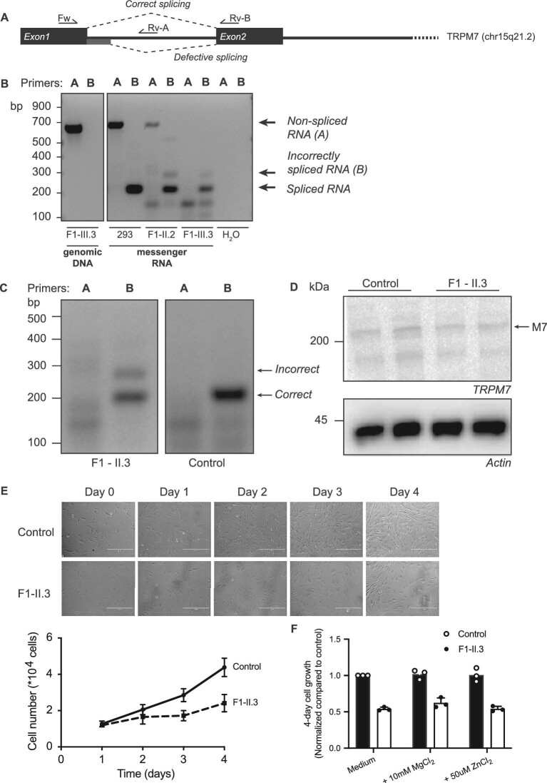 FIGURE 3: