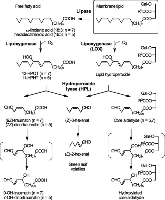 FIGURE 1.