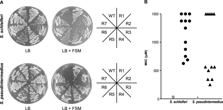 Fig 5