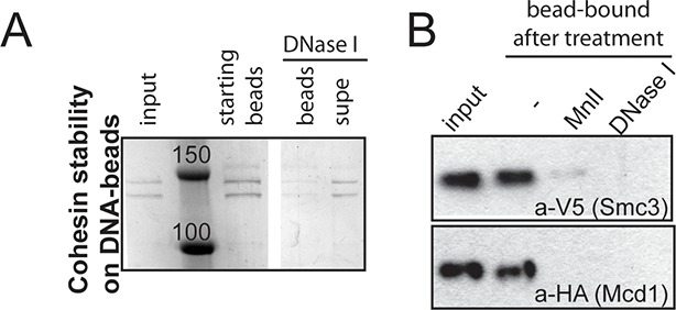 Figure 1—figure supplement 2.