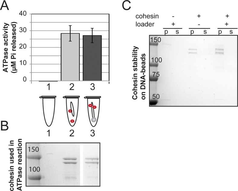 Figure 1—figure supplement 4.