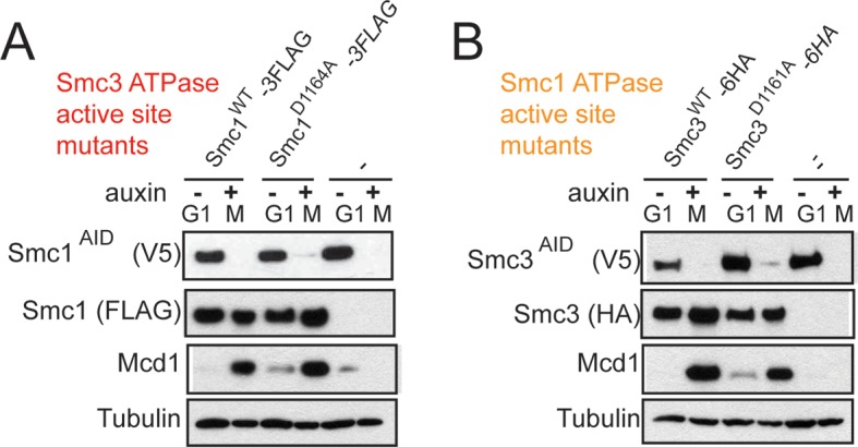 Figure 6—figure supplement 1.