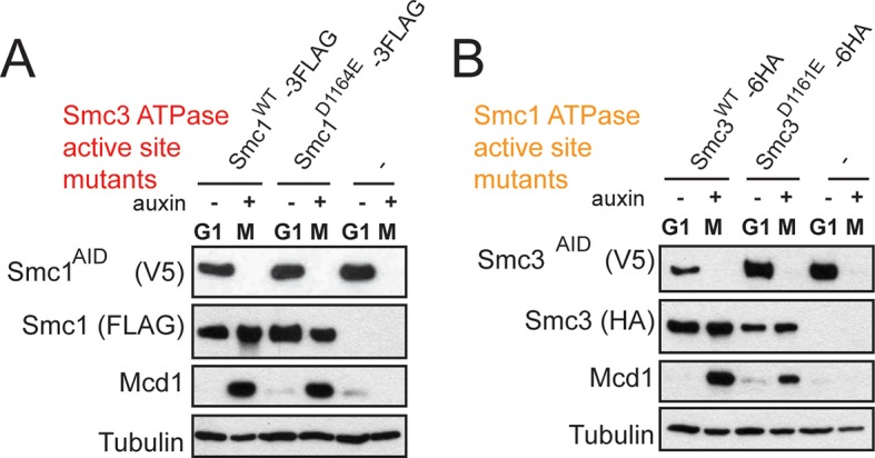 Figure 4—figure supplement 3.