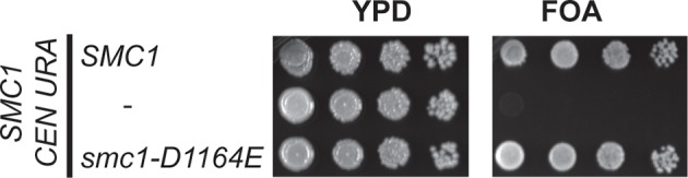 Figure 4—figure supplement 1.