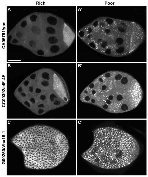 Fig. 5