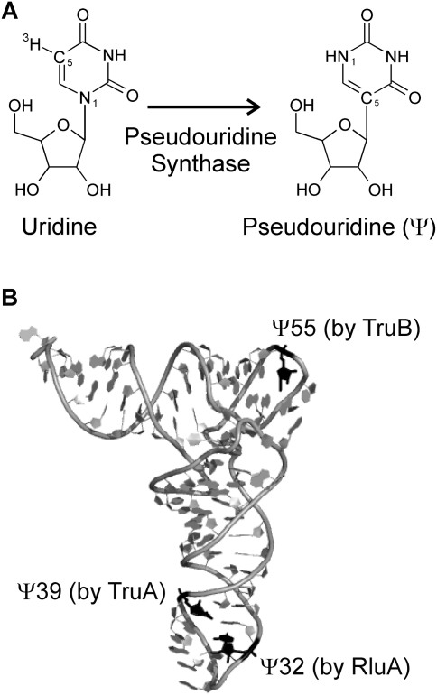 FIGURE 1.