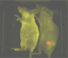 Figure 7: