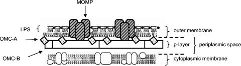 FIG. 1.