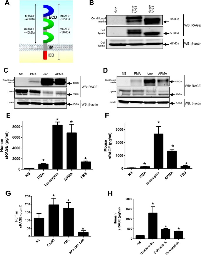 FIGURE 1.