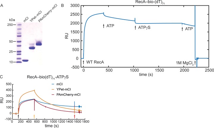 Figure 2—figure supplement 1.