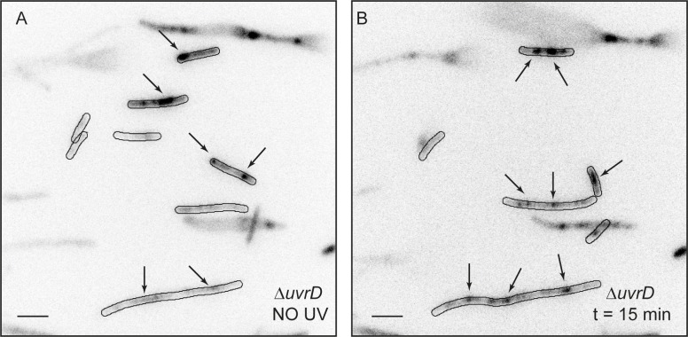 Figure 5—figure supplement 1.