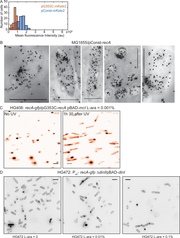 Figure 6—figure supplement 1.