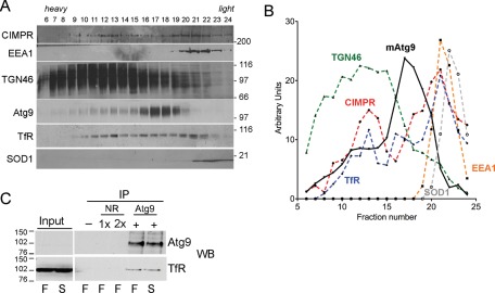 FIGURE 5: