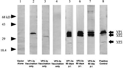 FIG. 7