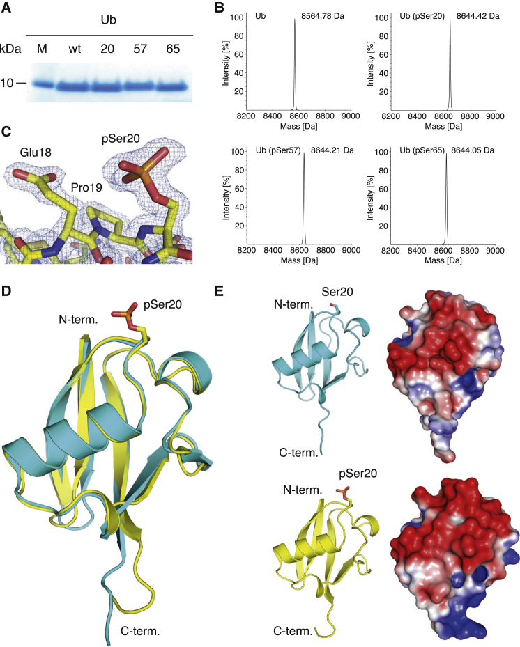 Figure 1