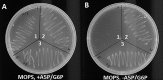 FIG 4