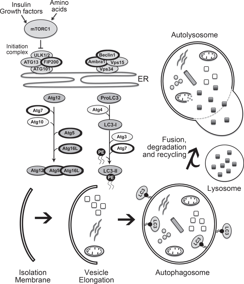 Fig.1