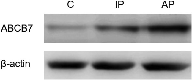 Fig. 5