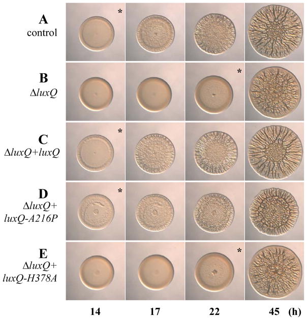 Fig. 4