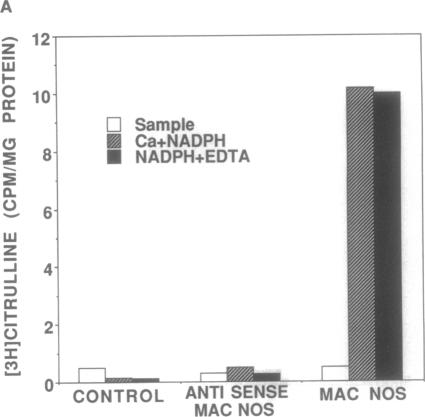 graphic file with name pnas01089-0060-a.jpg