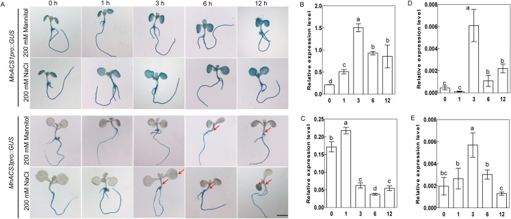 Figure 5